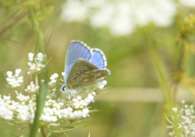 Polyommatus bellargus - égszínű boglárka Polyommatus bellargus - égszínű boglárka