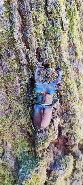 Lucanus cervus - nagy szarvasbogár Lucanus cervus - nagy szarvasbogár