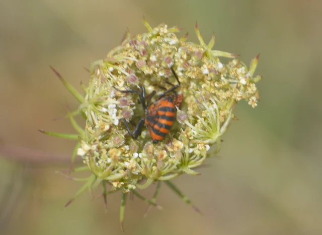 Graphosoma italicum - csíkos pajzsospoloska Graphosoma italicum - csíkos pajzsospoloska