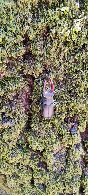 Lucanus cervus - nagy szarvasbogár Lucanus cervus - nagy szarvasbogár