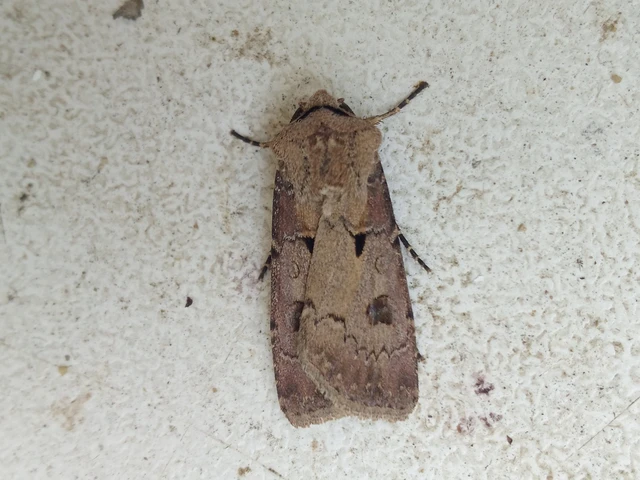 Agrotis exclamationis - felkiáltójeles földibagoly