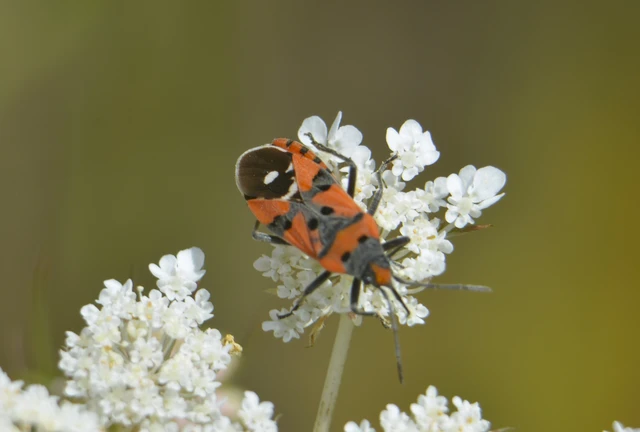 Lygaeus equestris/simulans Lygaeus equestris/simulans