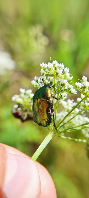 Cetonia aurata - aranyos virágbogár Cetonia aurata - aranyos virágbogár