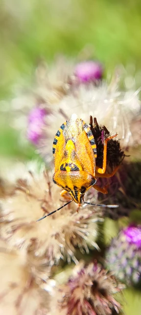 Pentatomidae - címerespoloskák Pentatomidae - címerespoloskák