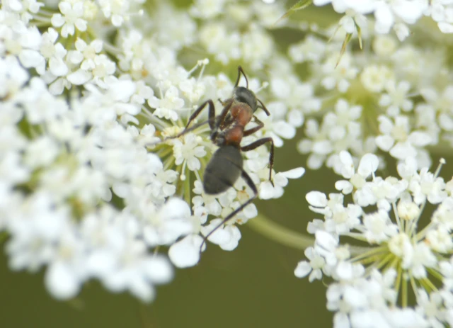 Formica Formica
