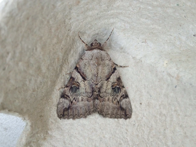 Catocala hymenaea - kökény-övesbagoly