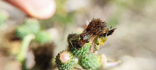 Rhopalidae - üvegpoloskák Rhopalidae - üvegpoloskák