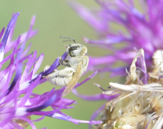 Hymenoptera - Hártyásszárnyúak Hymenoptera - Hártyásszárnyúak