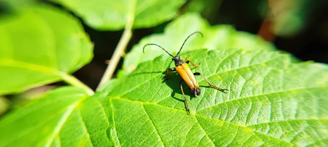 Stictoleptura rubra - vörös virágcincér Stictoleptura rubra - vörös virágcincér
