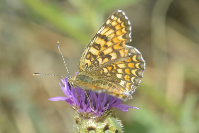 Melitaea phoebe - nagy tarkalepke