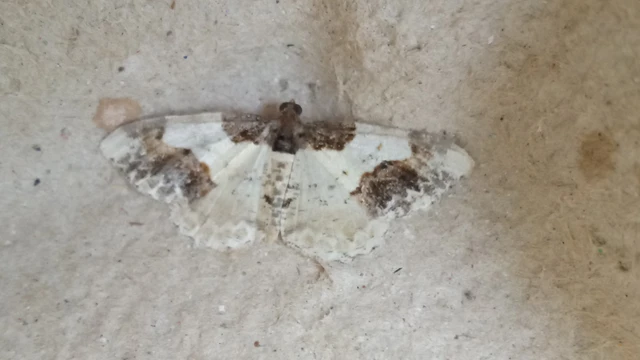 Ligdia adustata - barna levélaraszoló