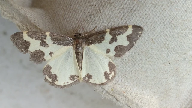Lomaspilis marginata - szegélyes nyárfaaraszoló