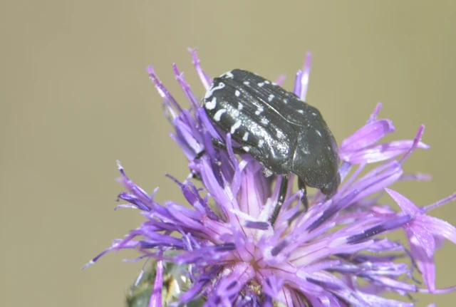Coleoptera - Bogarak Coleoptera - Bogarak