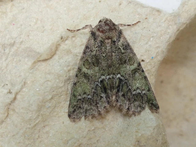 Polyphaenis sericata - selyemfényű erdeibagoly