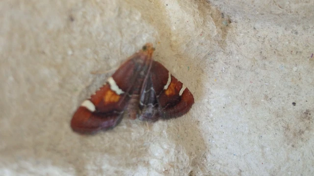Pyralis regalis - pompás fényilonca