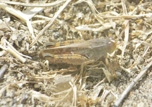 Orthoptera - Egyenesszárnyúak Orthoptera - Egyenesszárnyúak