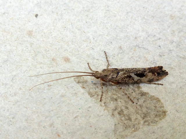 Trichoptera - Tegzesek