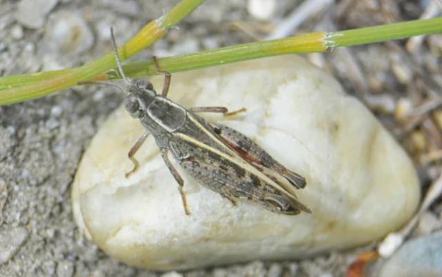 Orthoptera - Egyenesszárnyúak Orthoptera - Egyenesszárnyúak