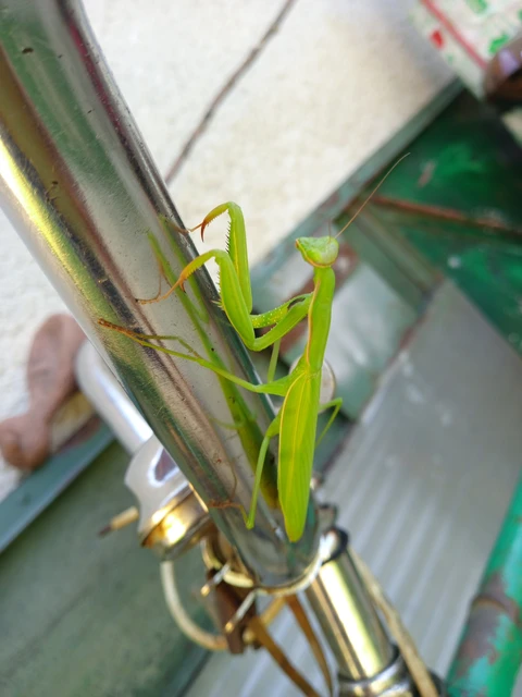 Mantodea - Fogólábúak