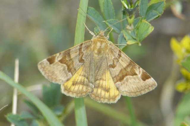 Euclidia glyphica - közönséges nappalibagoly