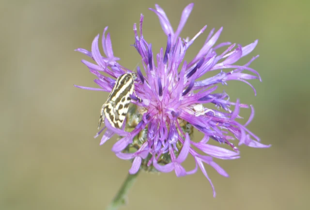 Emmelia trabealis - zebrabagoly
