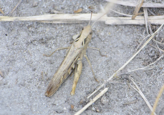 Orthoptera - Egyenesszárnyúak Orthoptera - Egyenesszárnyúak