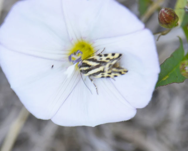 Emmelia trabealis - zebrabagoly
