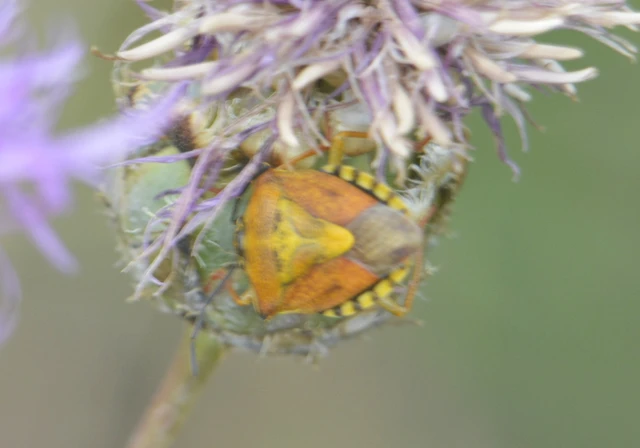 Carpocoris Carpocoris