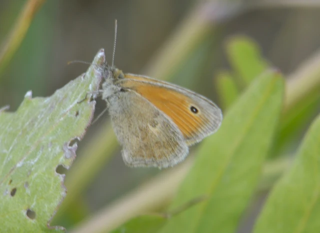 Coenonympha pamphilus - kis szénalepke