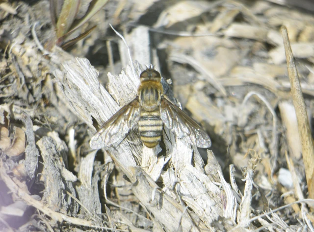 Diptera - Kétszárnyúak Diptera - Kétszárnyúak