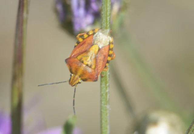 Carpocoris Carpocoris