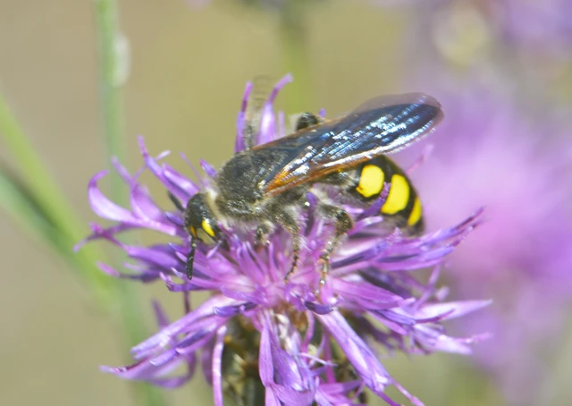 Hymenoptera - Hártyásszárnyúak Hymenoptera - Hártyásszárnyúak