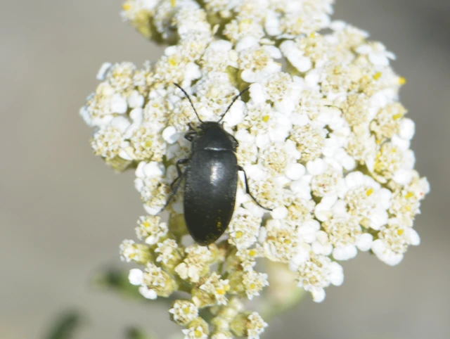 Coleoptera - Bogarak Coleoptera - Bogarak