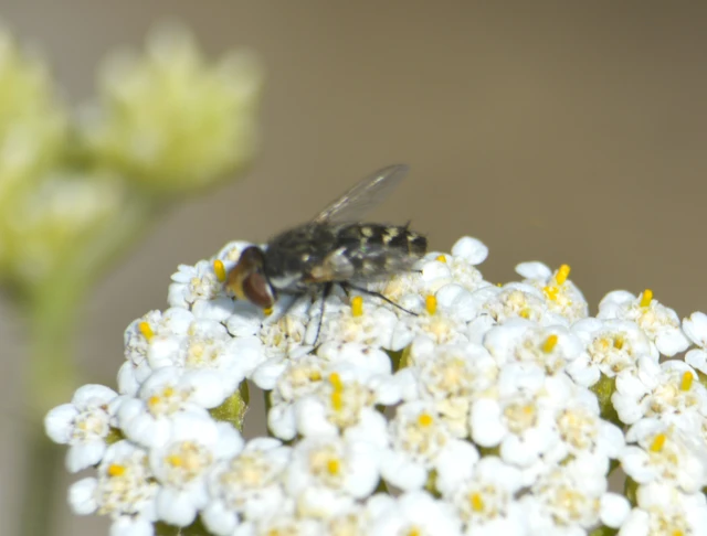 Diptera - Kétszárnyúak Diptera - Kétszárnyúak