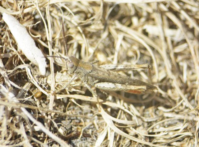 Orthoptera - Egyenesszárnyúak Orthoptera - Egyenesszárnyúak