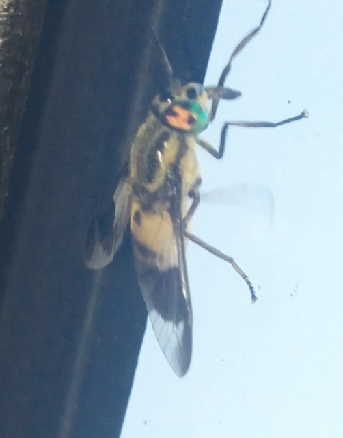 Diptera - Kétszárnyúak Diptera - Kétszárnyúak