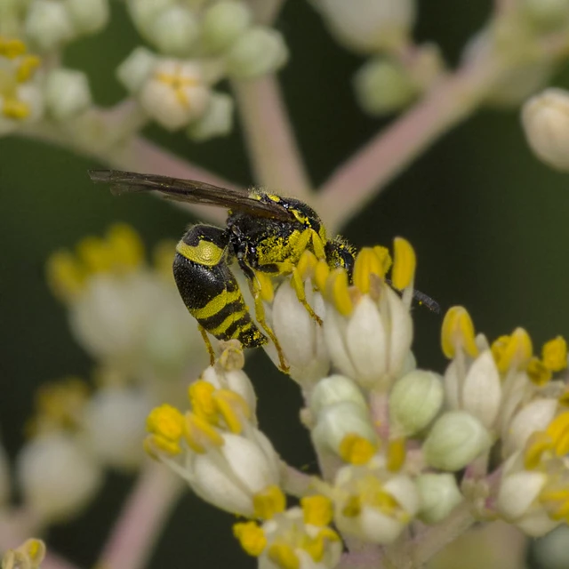 Hymenoptera - Hártyásszárnyúak Hymenoptera - Hártyásszárnyúak