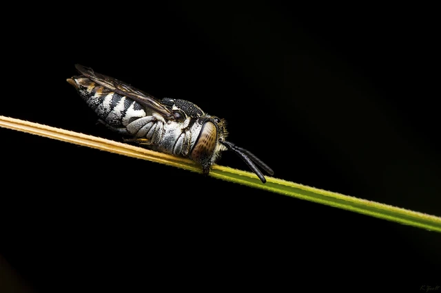 Hymenoptera - Hártyásszárnyúak Hymenoptera - Hártyásszárnyúak