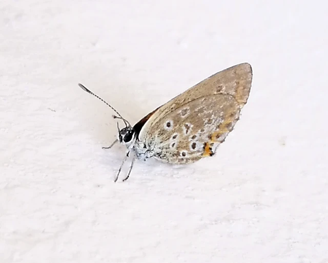 Plebejus argus - ezüstös boglárka Plebejus argus - ezüstös boglárka