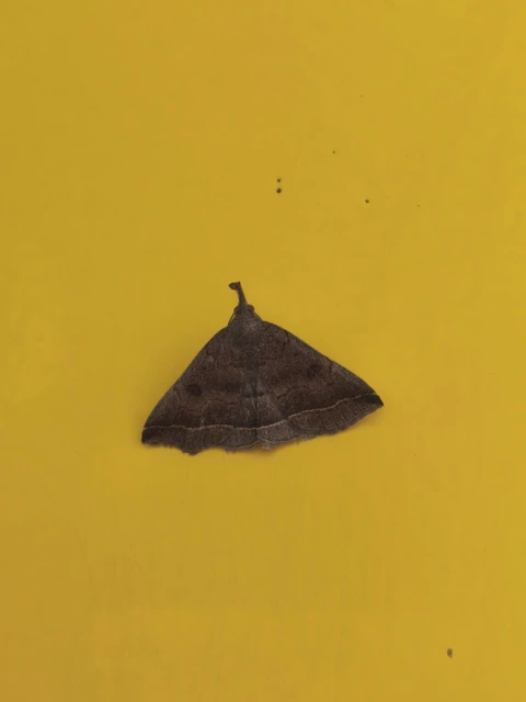 Pechipogo plumigeralis - tollascsápú karcsúbagoly