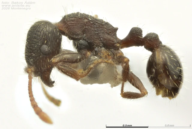 Tetramorium moravicum - morva gyepihangya Tetramorium moravicum - morva gyepihangya
