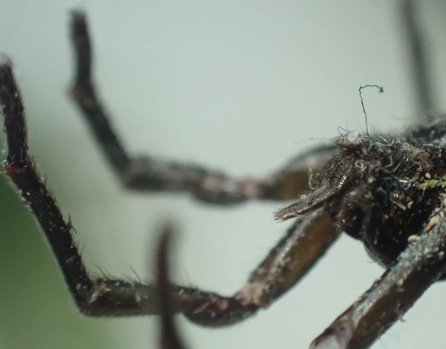 Araneae - Pókok