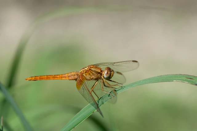 Crocothemis erythraea - skarlát szitakötő Crocothemis erythraea - skarlát szitakötő
