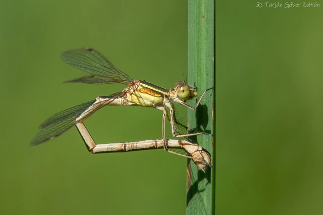 Lestes barbarus - foltosszárnyjegyű rablószitakötő Lestes barbarus - foltosszárnyjegyű rablószitakötő