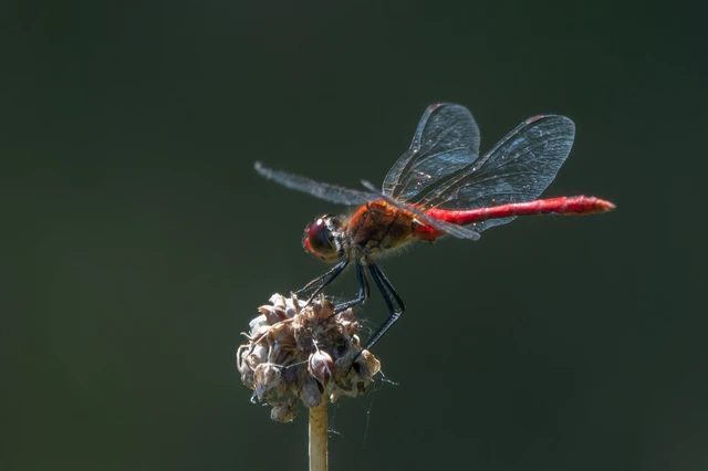 Sympetrum sanguineum - vörös katona-szitakötő Sympetrum sanguineum - vörös katona-szitakötő