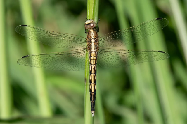 Orthetrum albistylum - fehérfarkú pásztorszitakötő Orthetrum albistylum - fehérfarkú pásztorszitakötő