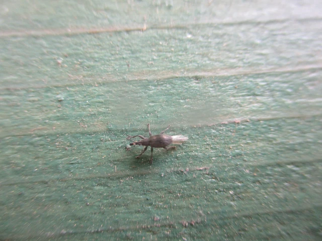 Coleoptera - Bogarak Coleoptera - Bogarak