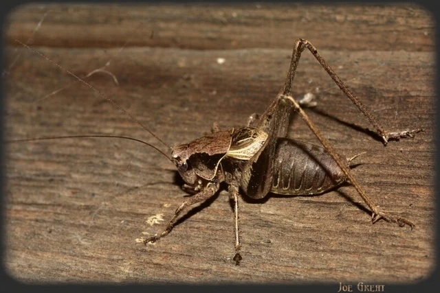 Orthoptera - Egyenesszárnyúak Orthoptera - Egyenesszárnyúak