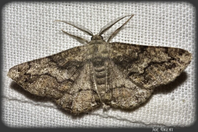 Synopsia sociaria - ürömaraszoló