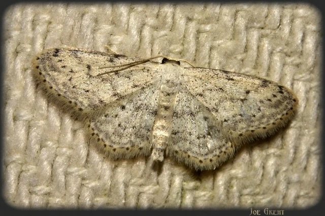 Idaea seriata - szürke apróaraszoló